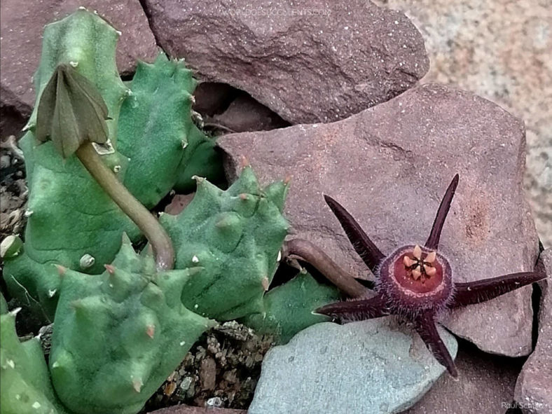 Duvalia caespitosa subsp. vestita