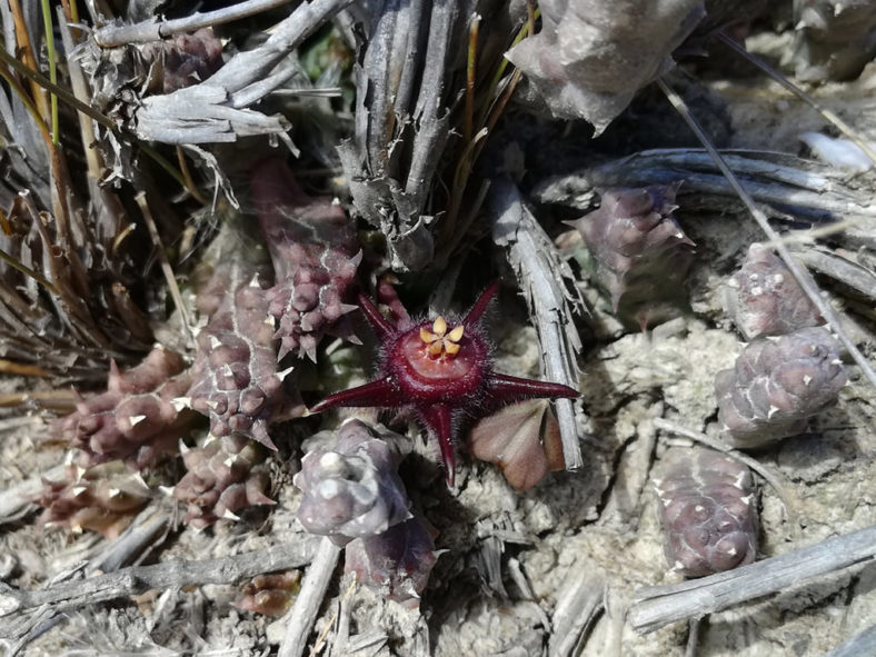 Duvalia caespitosa subsp. vestita