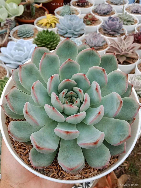 Echeveria 'Apus'