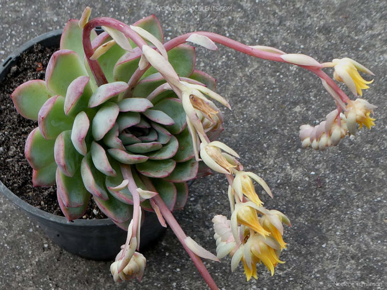 Echeveria 'Apus'