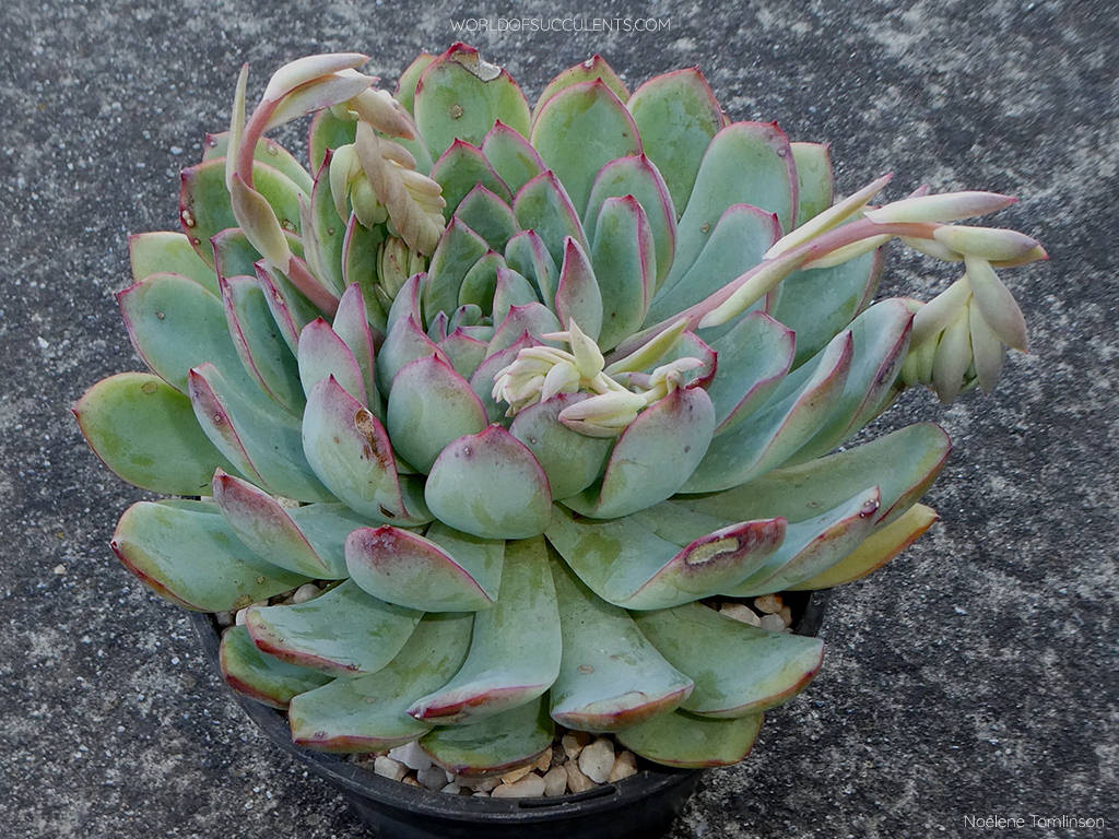 Echeveria 'Apus'