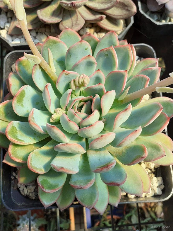 Echeveria 'Apus'