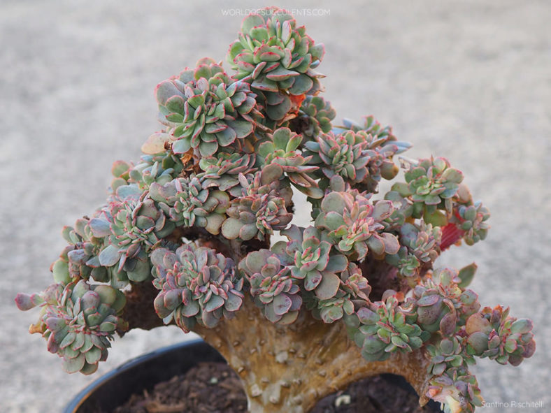 Echeveria 'Briar Rose Cristata'