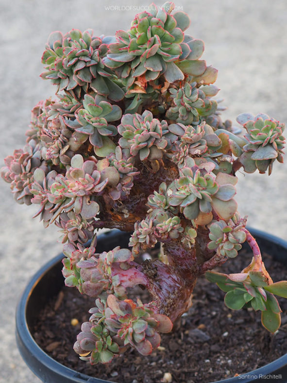 Echeveria 'Briar Rose Cristata'