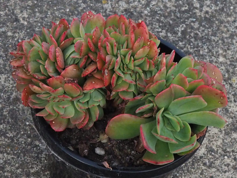 Echeveria 'Briar Rose Cristata'