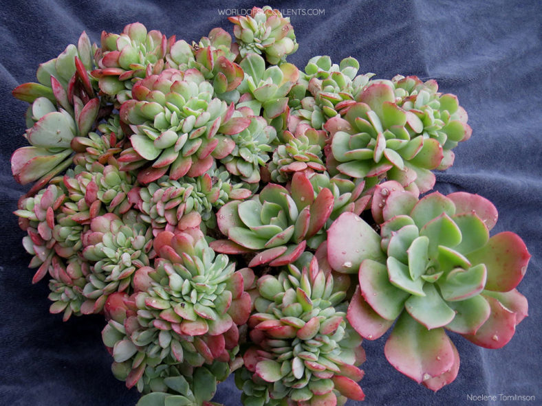 Echeveria 'Briar Rose Cristata'