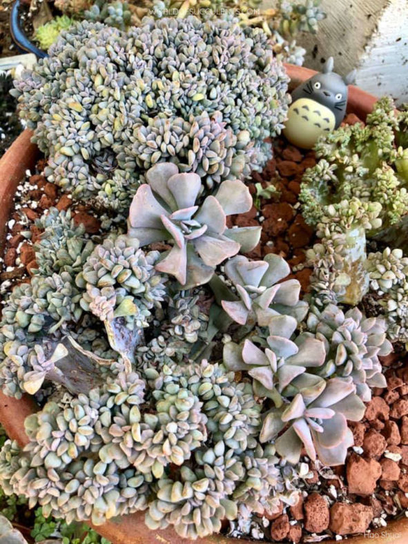 Echeveria 'Cubic Frost Cristata'