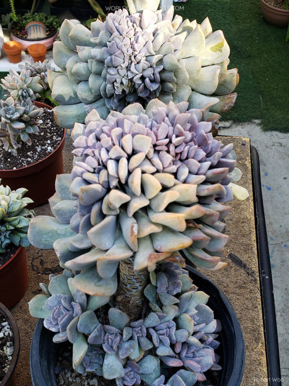 Echeveria 'Cubic Frost Cristata'