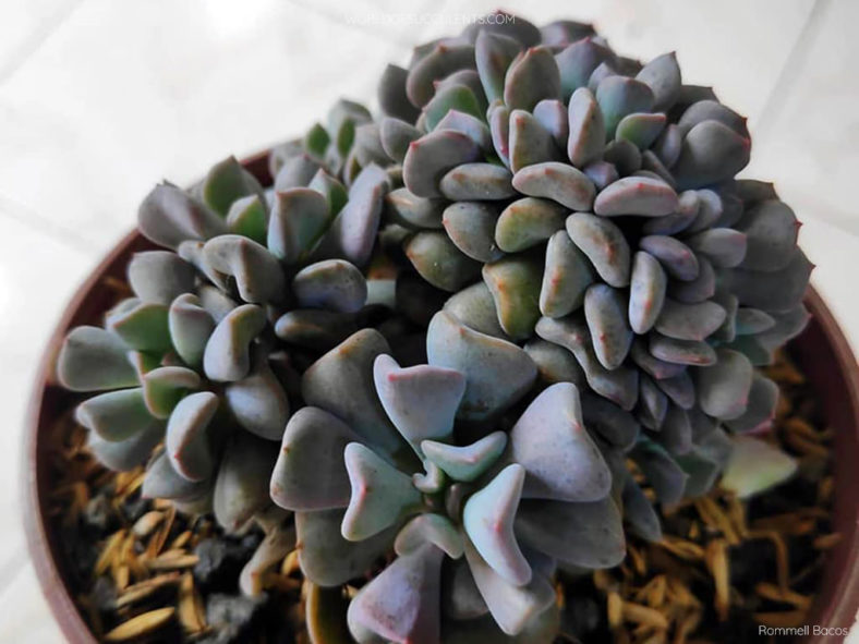 Echeveria 'Cubic Frost Cristata'