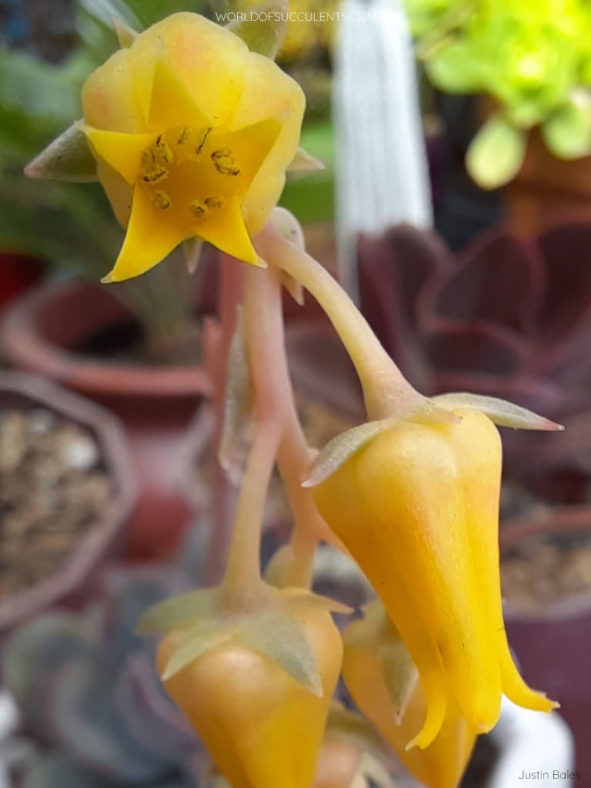 Echeveria 'Hercules'. Close-up of flowers.