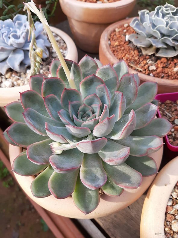 Echeveria 'Hercules'