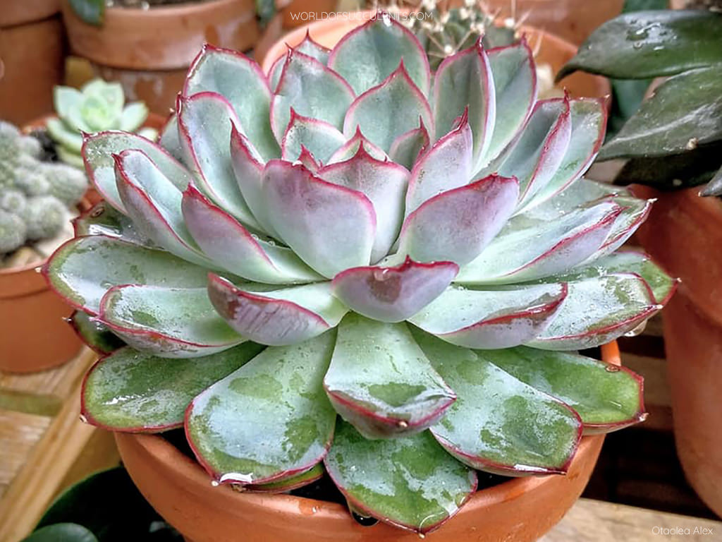 Echeveria 'Hercules'