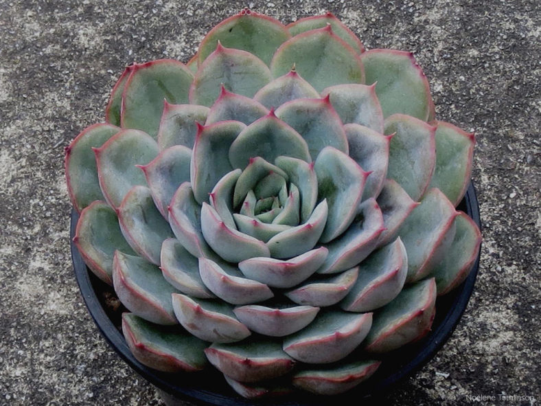 Echeveria 'Hercules'