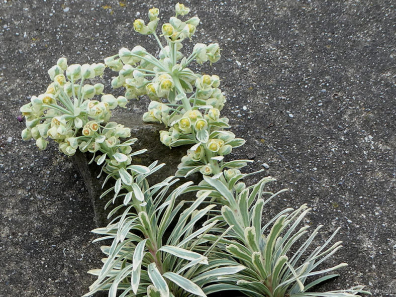 Euphorbia 'Tasmanian Tiger' aka Euphorbia characias 'Tasmanian Tiger'