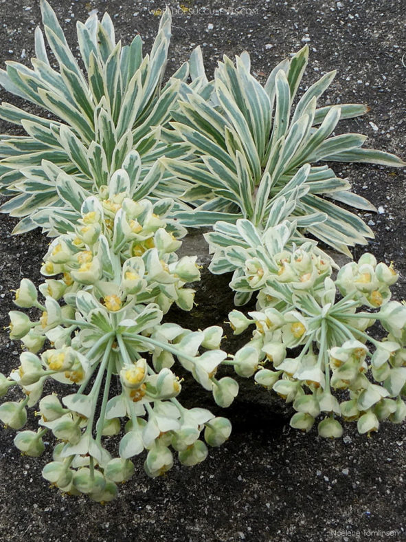 Euphorbia 'Tasmanian Tiger' aka Euphorbia characias 'Tasmanian Tiger'