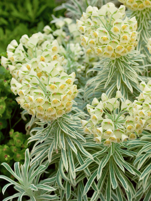 Euphorbia 'Tasmanian Tiger' aka Euphorbia characias 'Tasmanian Tiger'