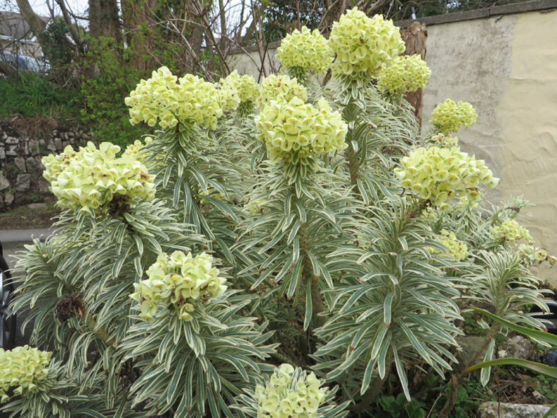 Euphorbia 'Tasmanian Tiger' aka Euphorbia characias 'Tasmanian Tiger'