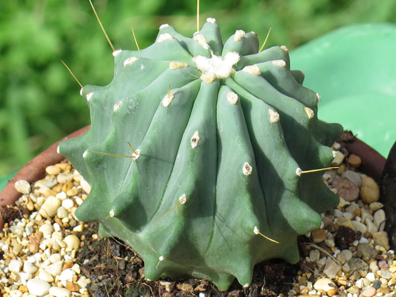 Ferocactus glaucescens 'Nudus'. Juvenile plant with few irregularly scattered spines.