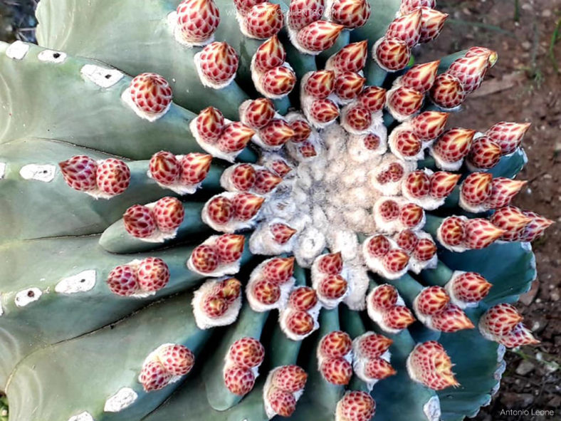 Ferocactus glaucescens 'Nudus'. Buds.