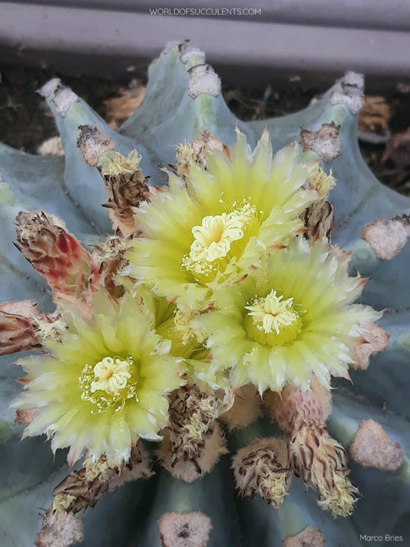 Ferocactus glaucescens 'Nudus'. Flowers.