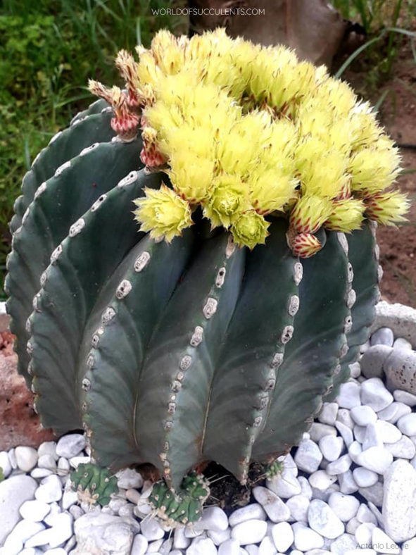 Ferocactus glaucescens 'Nudus'. Plant in full bloom.