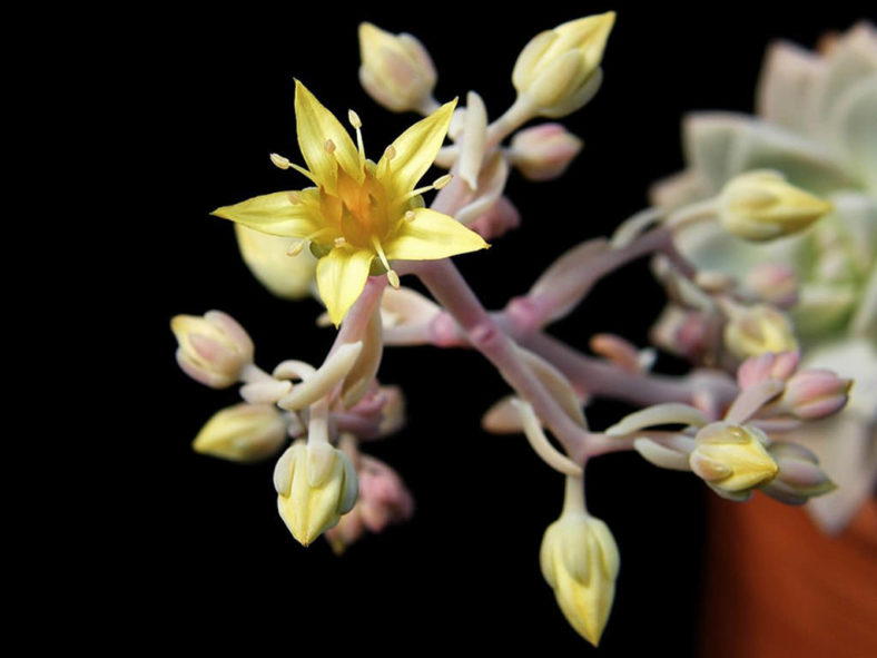 Graptosedum 'Ghosty'. Flower and buds.