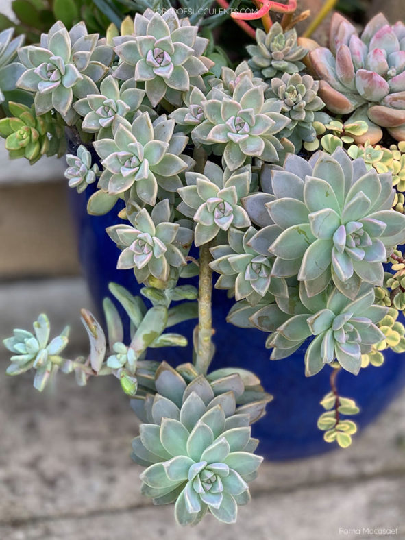 Graptosedum 'Ghosty'. A speciemen in a mixed arrangement.