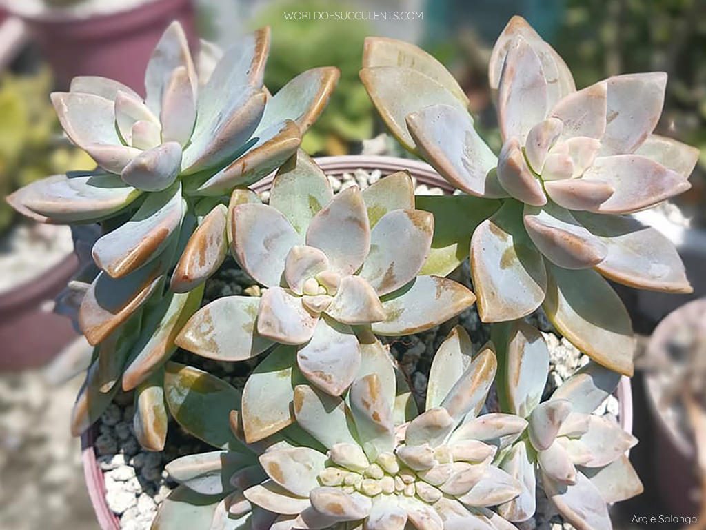 Graptosedum 'Ghosty'. A potted plant with a crested rosette.