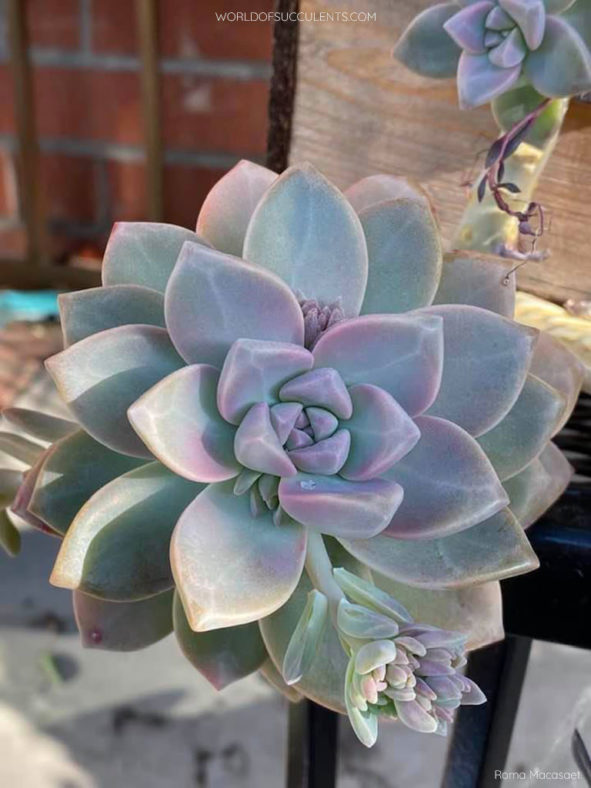 Graptosedum 'Ghosty'. Close-up of a rosette.