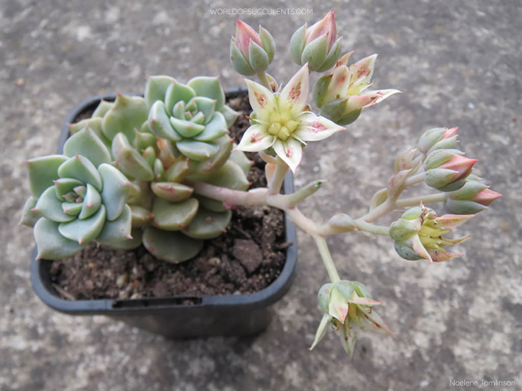 Graptoveria 'Margarete Reppin'. A plant in bloom. 