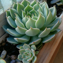 ×Graptoveria 'Margarete Reppin' - World of Succulents