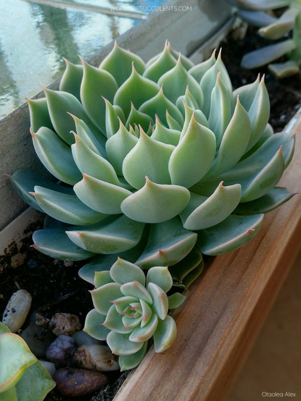 Graptoveria 'Margarete Reppin'. A rosette with an offset.