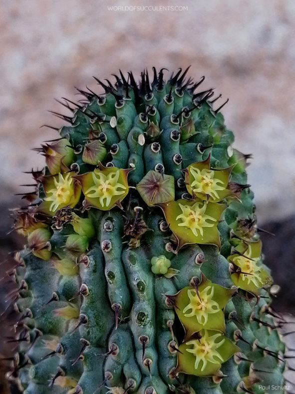 Hoodia flava, commonly known as Yellow-flowered Ghaap. A stem with buds and flowers.