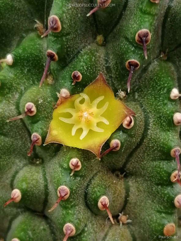 Hoodia flava, commonly known as Yellow-flowered Ghaap. Close-up of flower.