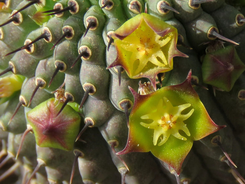 Hoodia flava, commonly known as Yellow-flowered Ghaap. Close-up of flowers in various stages of opening.