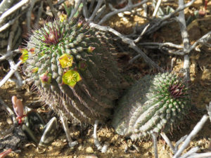 Hoodia flava (Yellow-flowered Ghaap) - World of Succulents