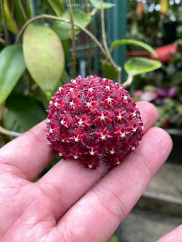 Hoya elmeri