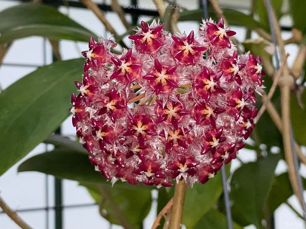 Hoya elmeri. Flower cluster.