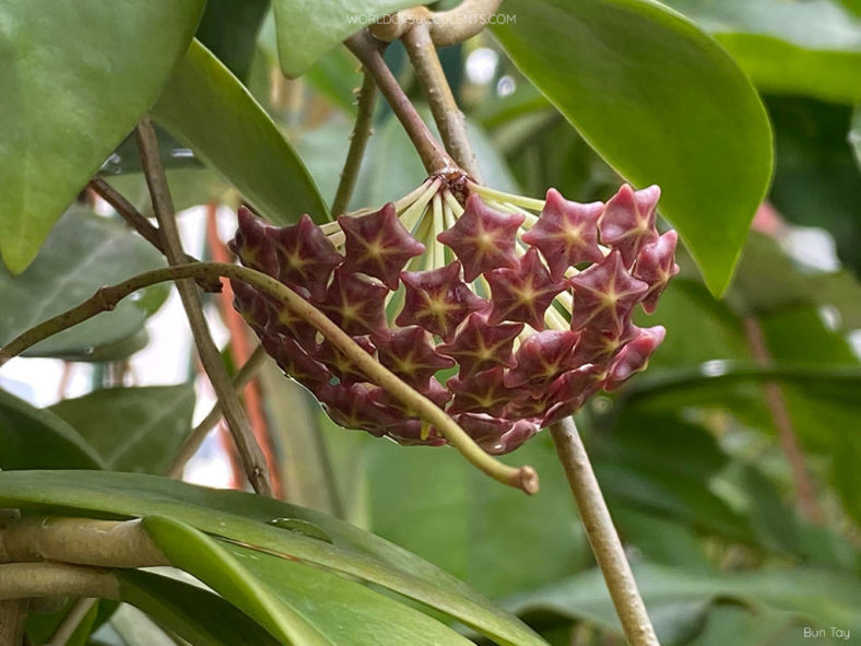 Hoya elmeri. Buds.