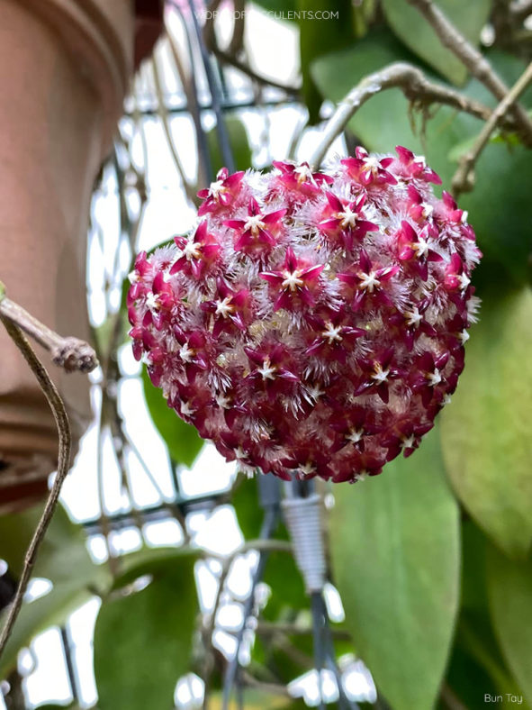 Hoya elmeri