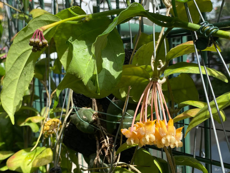 Hoya lasiantha