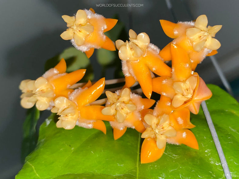 Hoya lasiantha