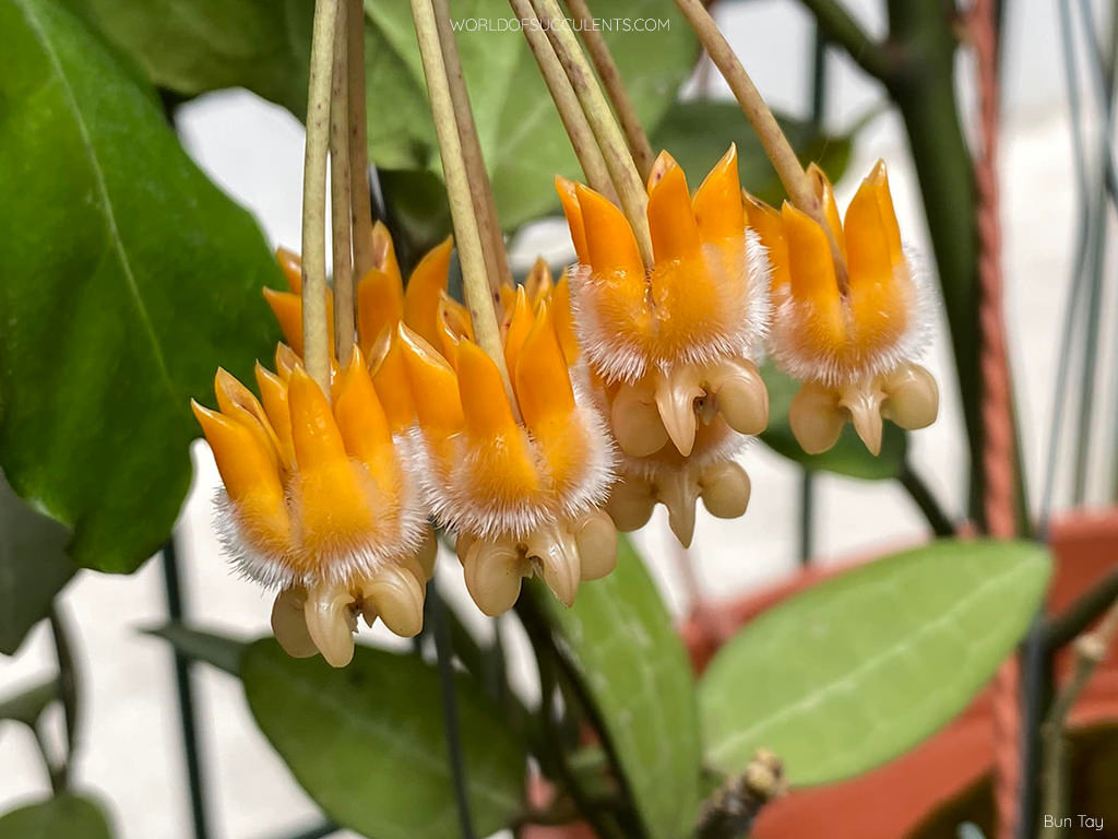 Hoya lasiantha