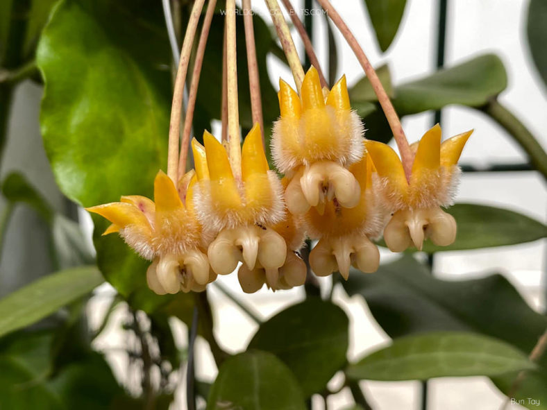 Hoya lasiantha