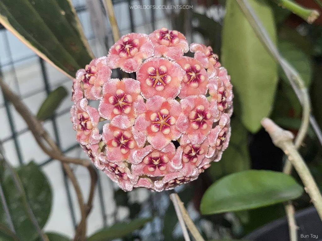 Hoya meliflua. Flower cluster.