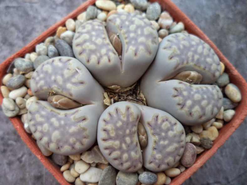 Lithops julii subsp. fulleri. Buds.