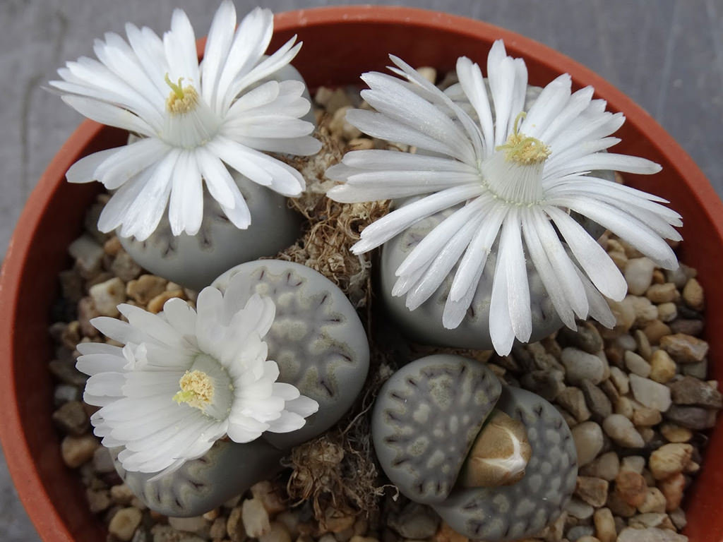 Lithops julii subsp. fulleri. Flowers in various stages of opening.