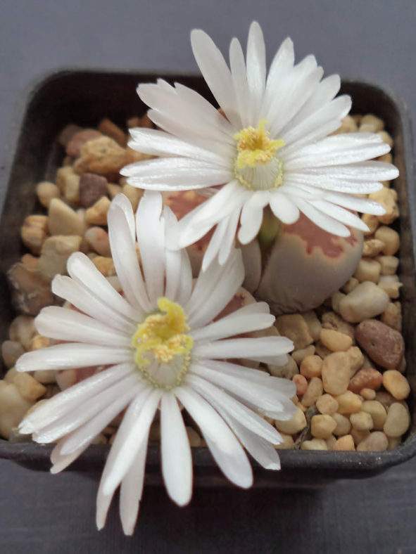 Lithops julii subsp. fulleri. Flowers.