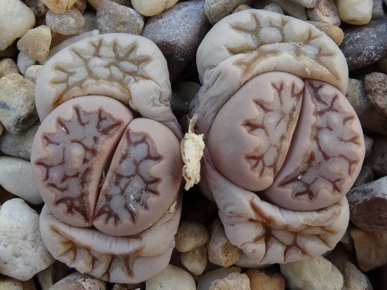 Lithops julii subsp. fulleri. New leaves.