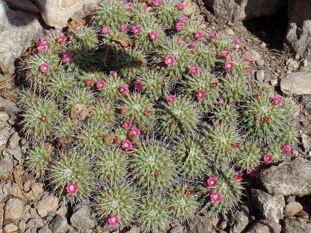 Mammillaria compressa, commonly known as Mother of Hundreds. A clump of stems in bloom.
